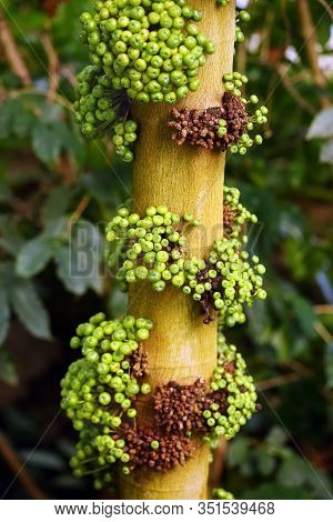 An Unspecified Species Of Fig Tree.ficus Is A Genus Of About 850 Species Of Woody.