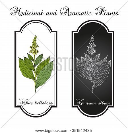 White Hellebore Veratrum Album , Medicinal Plant. Hand Drawn Botanical Vector Illustration