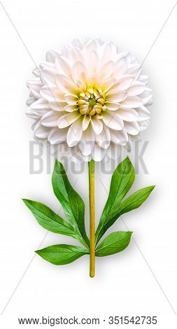 Offbeat Dahlia Flower. Composition Of A White Dahlia With Peony Leaves. Art Object On A White Backgr