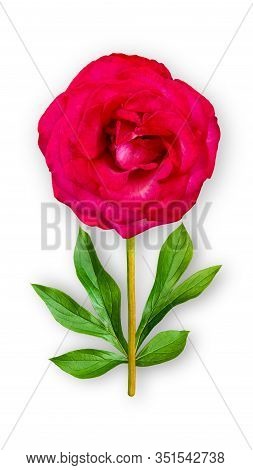 Offbeat Rose Flower. Composition Of Red Rose With Peony Leaves. Art Object On A White Background. Mi