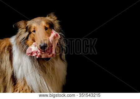 Portrait Of Golden Collie Dog With A Bone With Raw Meat Carrying Barf Diet