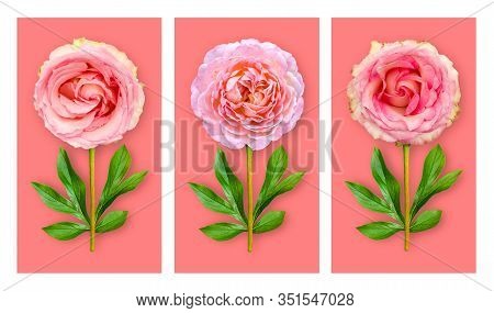 Three Offbeat Flowers On A Coral Background. Composition Of Pink Roses With Peony Leaves. Art Object