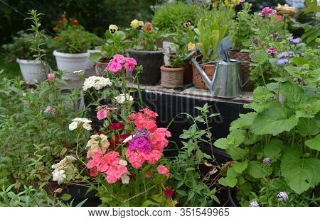 Blooming Phlox And Flossflower In Flowerpot With Watering Can On Garden Table. Vintage Botanical Bac