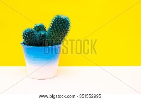 Little Turquoise Cactus On A Yellow Background. Copy Space. Houseplants Concept.