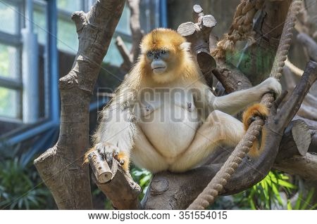China Unique Precious Animal, Golden Snub-nosed Monkey. Rhinopithecus Roxellanae