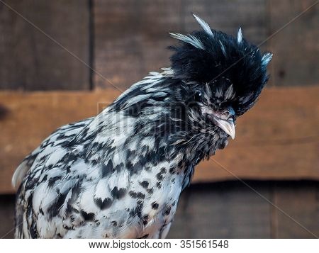Chicken Of The Pavlovskaya Silver Chicken Breed
