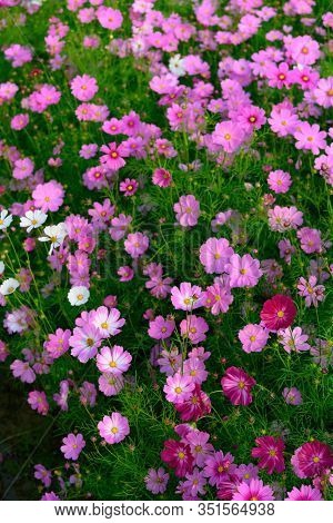 Beautiful Daisy Or Cosmos Bipinnata Cav At Vertical
