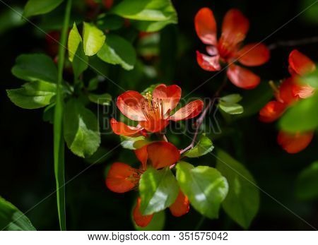 Nature Floral Background. Flowering Quince. Flowers Of Japanese Pear. Live Wall Of Flowers In A Spri