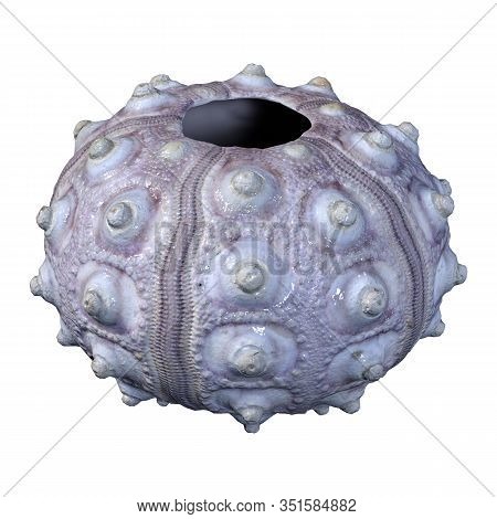 3D Rendering Sea Shell On White