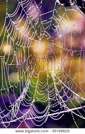 Cobwebs ในเดอะดิว