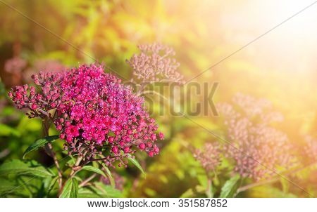 Blooming Japanese Spiraea In The Summer Garden