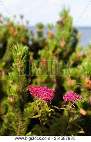 Blooming Japanese Spiraea In The Summer Garden