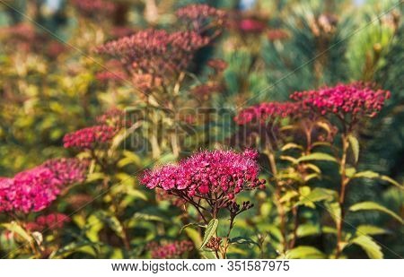 Blooming Japanese Spiraea In The Summer Garden