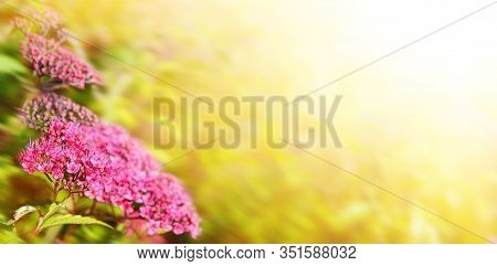 Blooming Japanese Spiraea In The Summer Garden