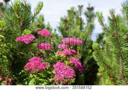 Blooming Japanese Spiraea In The Summer Garden