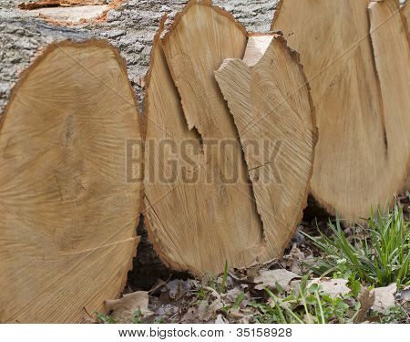 Pila di tronchi di albero quercia bianca