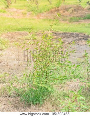 One Tropical Jute Veggie Bush With Spindle-shaped Fruit Cultivated In Houston, Texas