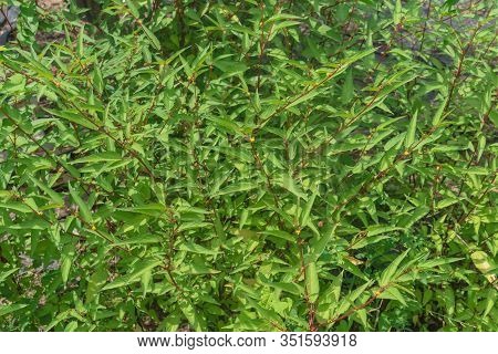 Jute Plant With Abundant Spindle-shaped Fruits Cultivated In Houston, Texas