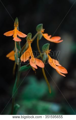 Habenaria Rhodocheila Hance. With Color Is Orange Location Is Phu Soi Dao National Park Uttaradit Pr