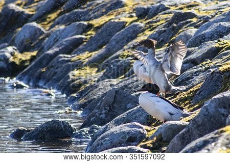 Common Merganser Standing On Stones, Water Flow Birds.