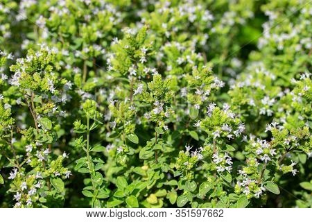 Oregano Blossom, Backdrop Wallpaper Background. Green Bright Sunny Twigs Of Blooming Oregano, Blue V