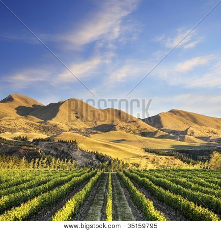 Vineyard Canterbury, Uusi-Seelanti