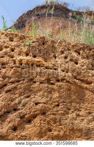 Nature, Sandy Mountain Vertical, Nesting Swift Apodidae. Bird Nests In Holes On The Banks Of A River