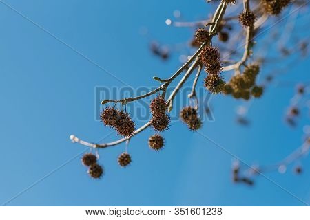 The Branches Of A Sycamore Tree With Fruit On The Background Of Clear Sky.
