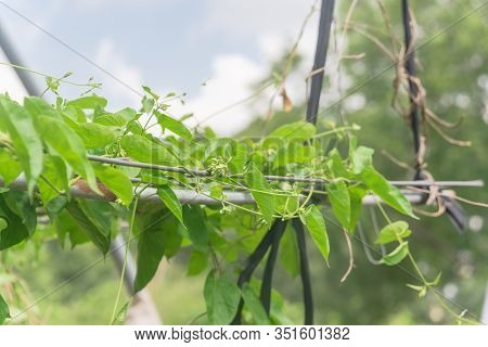 Close-up Vines And Buds Of Telosma Cordata Or Tonkinese Creeper Plant On Trellis In Houston, Texas