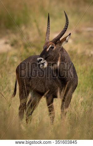Male Defassa Waterbuck Eyeing Camera In Grass