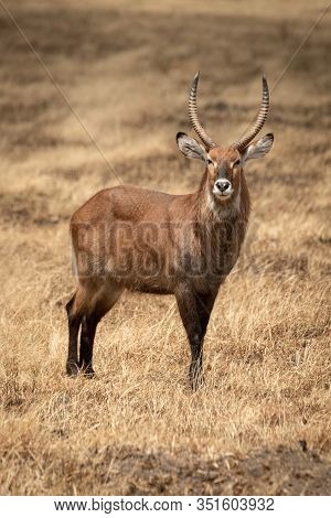 Male Defassa Waterbuck Stands In Burnt Grass