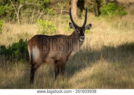Male Defassa Waterbuck Stands In Dappled Sunlight
