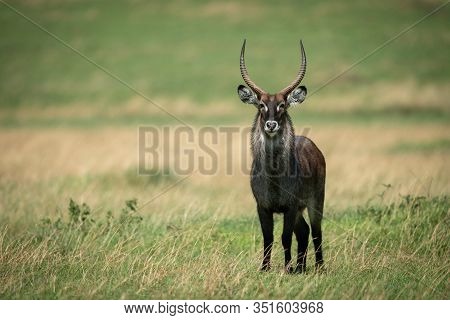 Male Defassa Waterbuck Stands In Sunny Grassland