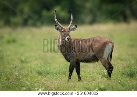 Male Defassa Waterbuck Stands With Head Turned