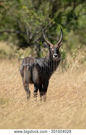 Male Defassa Waterbuck Turns To Watch Camera