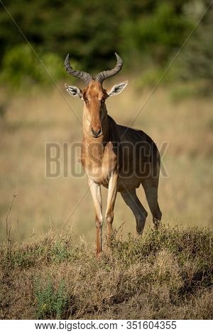 Male Hartebeest Displays Himself On Grassy Bank