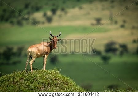 Male Hartebeest Stands On Mound Looking Round