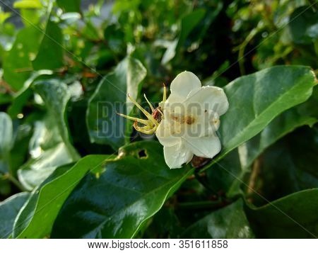Close Up Isolated Jasmine Flower (jasminum Sambac) On The Tree
