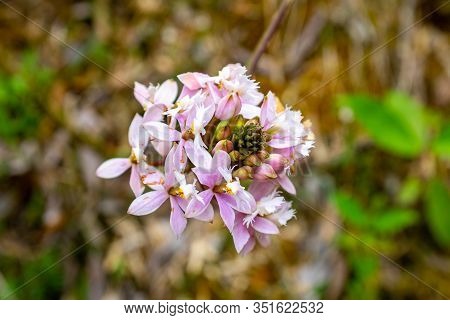 Lopsided Star Orchid, A Species Of Star Orchid (epidendrum Secundum) Flower With White, Pink And Lil