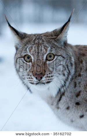 Lynx in de sneeuw