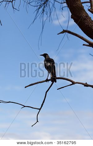 Australische ekster