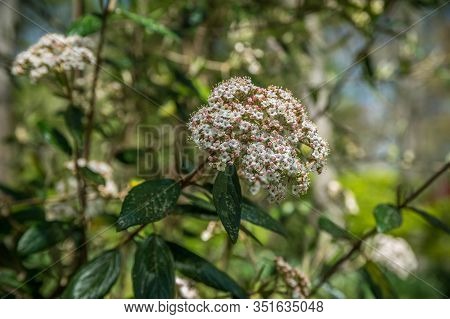 A White Ball Shaped Verbena Flower In Bloom On A Bush Closeup With Little Flowerets On A Bright Sunn
