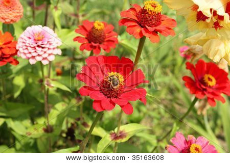 Zinnia blomster