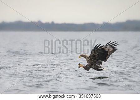 Beautiful White Tailed Eagle (haliaeetus Albicilla) In Flight. Also Known As The Ern, Erne, Gray Eag