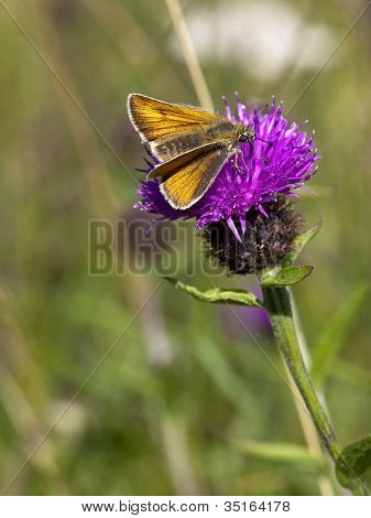 큰 장 나비와 꽃 Knapweed