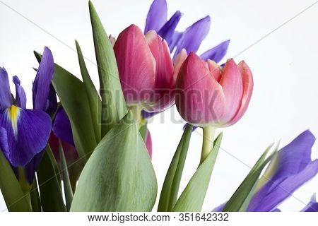 Red Tulips And Irises Isolated On White Background. Happy Birthday Background.