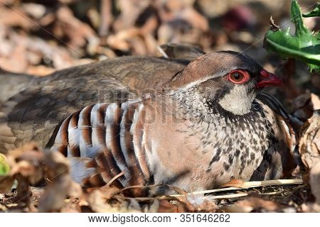 Close Up Portrait Of A French Partridge (alectoris Rufa) Sitting On The Ground