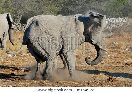 象争い、エトーシャ国立公園ナミビア