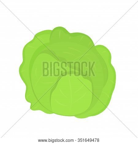 Fresh Green Cabbage Vegetable Isolated. Vector Illustration In Flat Style