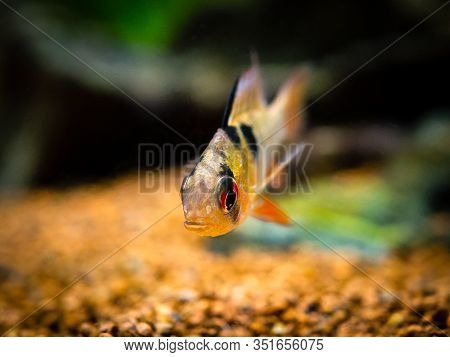 Macro Close Up Of A Ram Cichlid (mikrogeophagus Ramirezi) In A Fish Tank